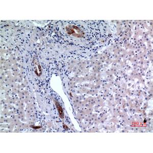 CD37兔多抗,CD37 Rabbit Polyclonal Antibody