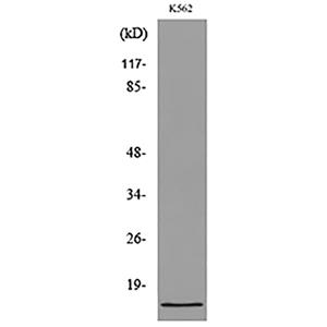 CD59兔多抗,CD59 Rabbit Polyclonal Antibody
