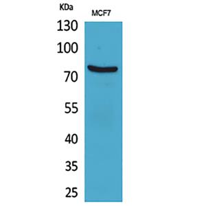 CD66e兔多抗,CD66e Rabbit Polyclonal Antibody