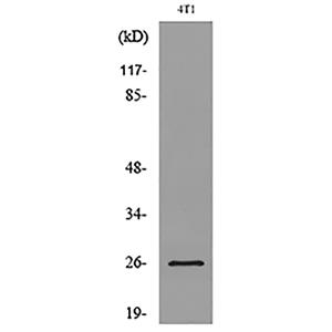 CD81兔多抗,CD81 Rabbit Polyclonal Antibody