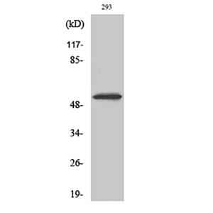 Cdk8兔多抗,Cdk8 Rabbit Polyclonal Antibody