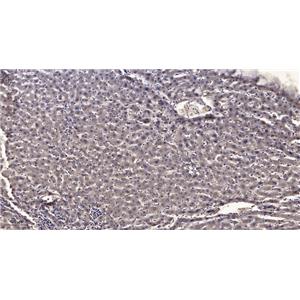 CENPF兔多抗,CENPF Rabbit Polyclonal Antibody