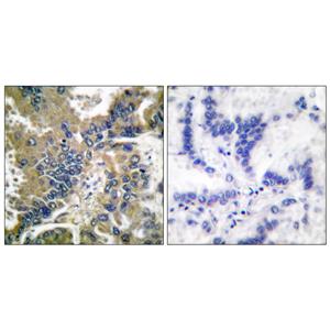 Cleaved-Caspase-1 (D210)兔多抗,Cleaved-Caspase-1 (D210) Rabbit Polyclonal Antibody