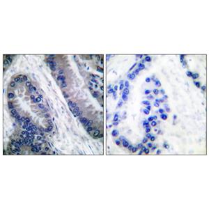 Cleaved-Caspase-1 (M211)兔多抗,Cleaved-Caspase-1 (M211) Rabbit Polyclonal Antibody