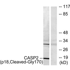 Cleaved-Caspase-2 p18 (G170)兔多抗,Cleaved-Caspase-2 p18 (G170) Rabbit Polyclonal Antibody