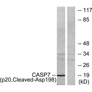 Cleaved-Caspase-7 p20 (D198)兔多抗,Cleaved-Caspase-7 p20 (D198) Rabbit Polyclonal Antibody