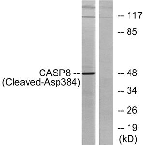 Cleaved-Caspase-8 (D384)兔多抗,Cleaved-Caspase-8 (D384) Rabbit Polyclonal Antibody
