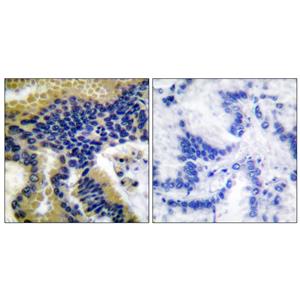 Cleaved-Caspase-9 (D330)兔多抗,Cleaved-Caspase-9 (D330) Rabbit Polyclonal Antibody