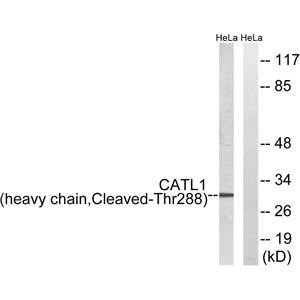 Cleaved-Cathepsin L1 HC (T288)兔多抗,Cleaved-Cathepsin L1 HC (T288) Rabbit Polyclonal Antibody