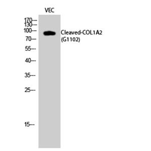 Cleaved-COL1A2 (G1102)兔多抗,Cleaved-COL1A2 (G1102) Rabbit Polyclonal Antibody