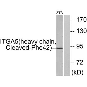 Cleaved-Integrin α5 HC (F42)兔多抗,Cleaved-Integrin α5 HC (F42) Rabbit Polyclonal Antibody