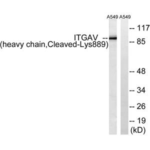 Cleaved-Integrin αV HC (K889)兔多抗,Cleaved-Integrin αV HC (K889) Rabbit Polyclonal Antibody
