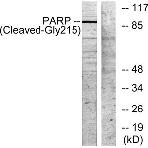 Cleaved-PARP-1 (G215)兔多抗,Cleaved-PARP-1 (G215) Rabbit Polyclonal Antibody