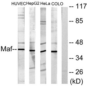 c-Maf兔多抗,c-Maf Rabbit Polyclonal Antibody