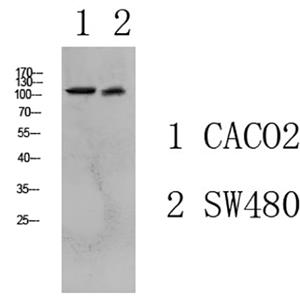 Collagen I兔多抗,Collagen I Rabbit Polyclonal Antibody