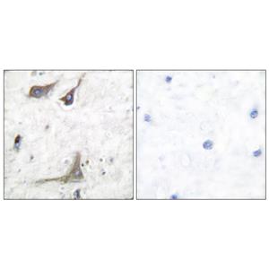 Cox-1兔多抗,Cox-1 Rabbit Polyclonal Antibody