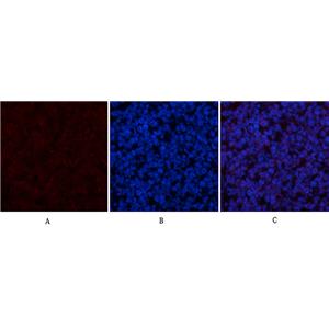 CYCS兔多抗,CYCS Rabbit Polyclonal Antibody