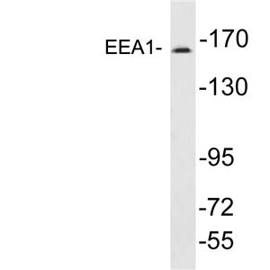 EEA1兔多抗,EEA1 Rabbit Polyclonal Antibody