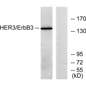 ErbB-3兔多抗,ErbB-3 Rabbit Polyclonal Antibody