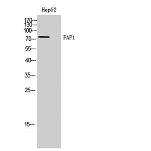 FAF1兔多抗,FAF1 Rabbit Polyclonal Antibody