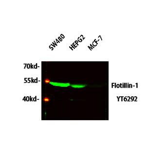Flotillin-1兔多抗,Flotillin-1 Rabbit Polyclonal Antibody