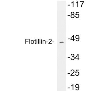 Flotillin-2兔多抗,Flotillin-2 Rabbit Polyclonal Antibody