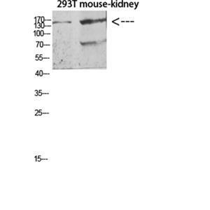 Flt-4兔多抗,Flt-4 Rabbit Polyclonal Antibody