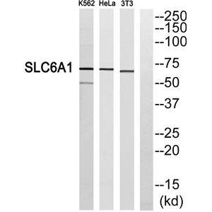 GABA T-1兔多抗,GABA T-1 Rabbit Polyclonal Antibody