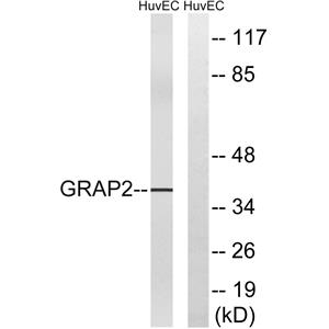Gads兔多抗,Gads Rabbit Polyclonal Antibody