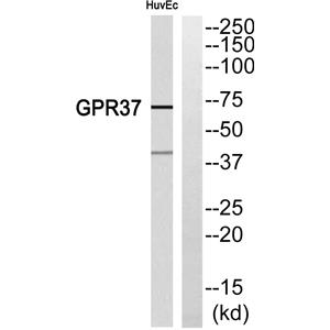 GPR37兔多抗,GPR37 Rabbit Polyclonal Antibody