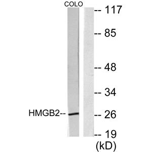 HMG-2兔多抗,HMG-2 Rabbit Polyclonal Antibody