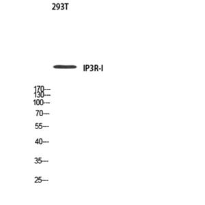 IP3R-I Rabbit Polyclonal Antibody | 兔多抗 | EnkiLife恩玑生命