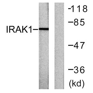IRAK-1 Rabbit Polyclonal Antibody | 兔多抗 | EnkiLife恩玑生命