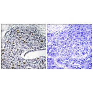 IRF-3 Rabbit Polyclonal Antibody | 兔多抗 | EnkiLife恩玑生命