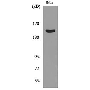 Jagged1兔多抗,Jagged1 Rabbit Polyclonal Antibody