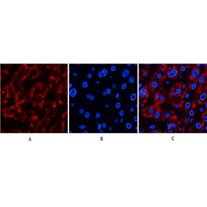Jagged1兔多抗,Jagged1 Rabbit Polyclonal Antibody