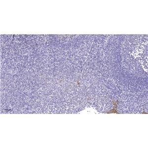 Lsk兔多抗,Lsk Rabbit Polyclonal Antibody