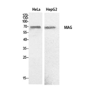 MAG兔多抗,MAG Rabbit Polyclonal Antibody