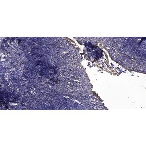 MUC5B兔多抗,MUC5B Rabbit Polyclonal Antibody