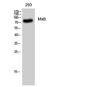 MxB兔多抗,MxB Rabbit Polyclonal Antibody