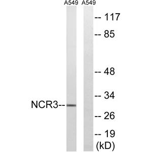 NKp30兔多抗,NKp30 Rabbit Polyclonal Antibody
