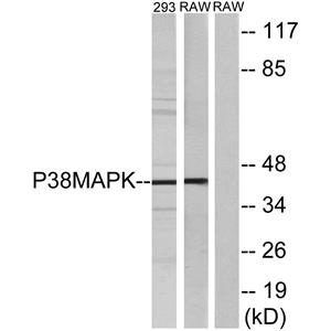 p38兔多抗,p38 Rabbit Polyclonal Antibody