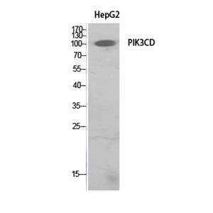 PI 3-Kinase p110δ兔多抗,PI 3-Kinase p110δ Rabbit Polyclonal Antibody