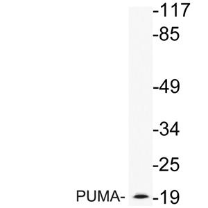 PUMA兔多抗,PUMA Rabbit Polyclonal Antibody