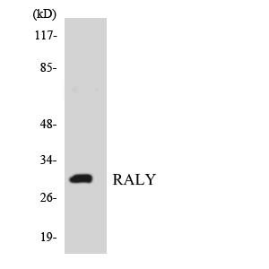 Raly兔多抗,Raly Rabbit Polyclonal Antibody
