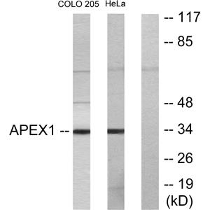 Ref-1兔多抗,Ref-1 Rabbit Polyclonal Antibody