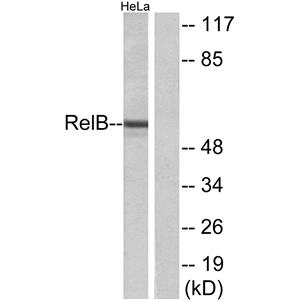 RelB兔多抗,RelB Rabbit Polyclonal Antibody
