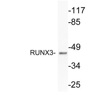 RUNX3兔多抗,RUNX3 Rabbit Polyclonal Antibody