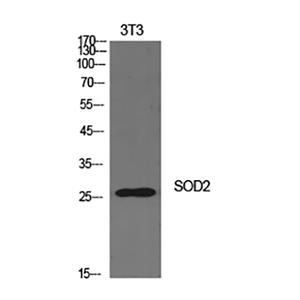 SOD-2兔多抗,SOD-2 Rabbit Polyclonal Antibody