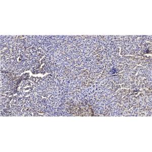 SODE兔多抗,SODE Rabbit Polyclonal Antibody